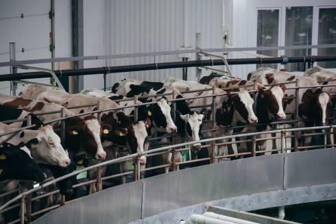 Milking Cows in Rotary Parlor.