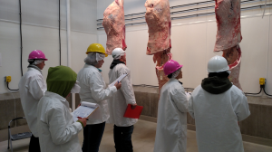 4-H meat judging: What’s it all about?