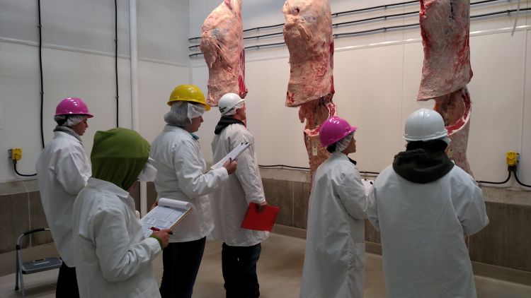Contestants evaluate carcasses to determine yield and quality grades at the Michigan 4-H/FFA Meat Judging Contest.
