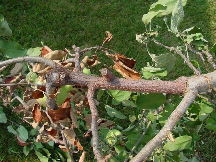 Nectria blight on apple limb