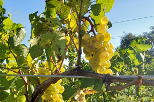 Michigan grape scouting report – Sept. 8, 2021