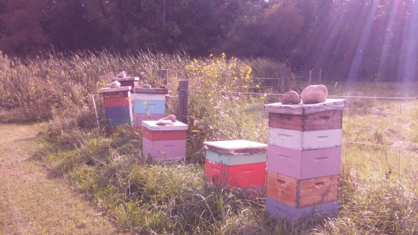 Colorful hives along a fence line.