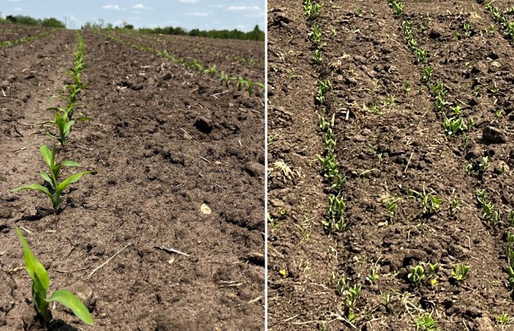 Corn and soybeans emerging from the soil.