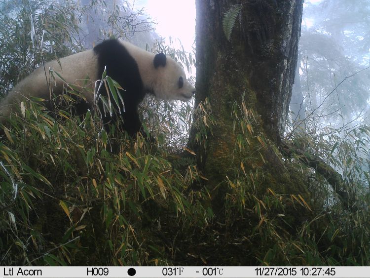 A panda smells a tree trunk.