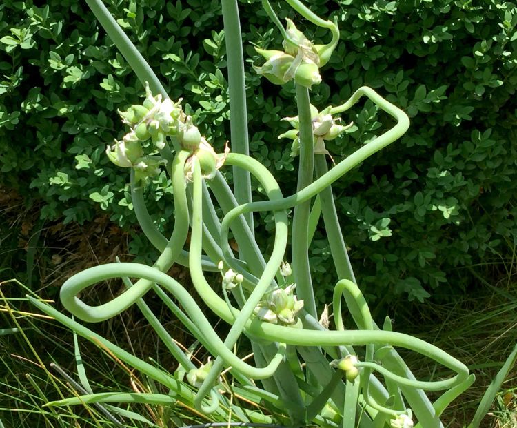 The Egyptian walking onion. Photos: Patrick Voyle.