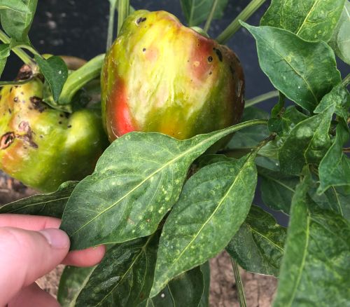 Ring-shaped spots on pepper leaf