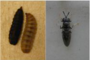 Harnessing insects for on-farm biological control and nutrient cycling