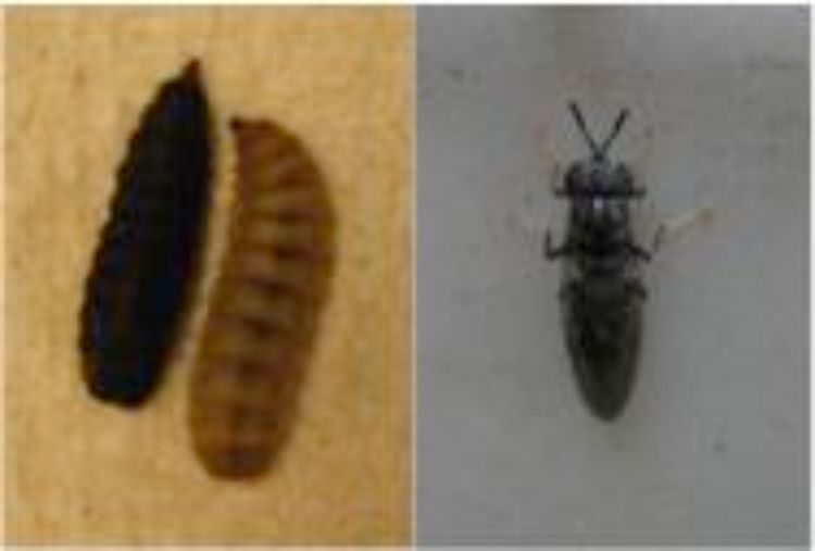 Larval and adult black soldier fly.