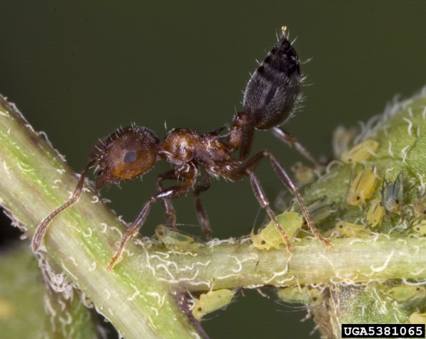 Acrobat ant on plant, David Cappaert, Bugwood.org