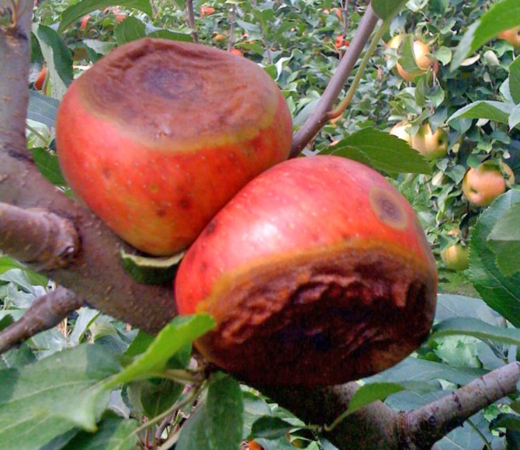 Bitter rot symptoms on Honeycrisp fruit