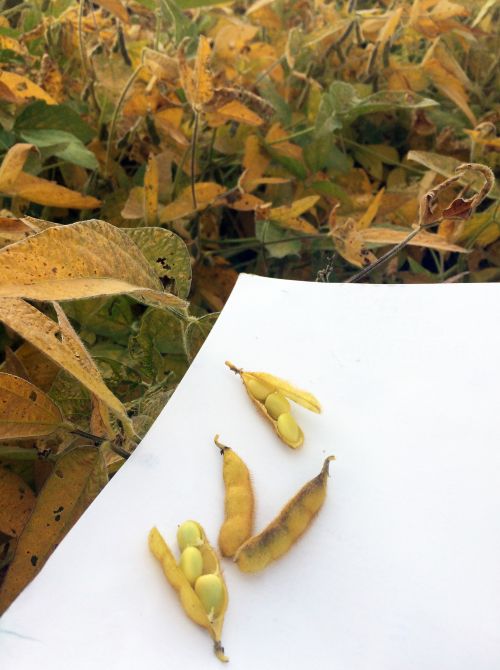 Soybeans need at least 50% soil moisture through growth stage R-6 or until at least one pod on 50% of the plants has reached its mature color. Photo by Lyndon Kelley, MSU Extension.