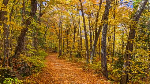Image of a path in the forest in autum.