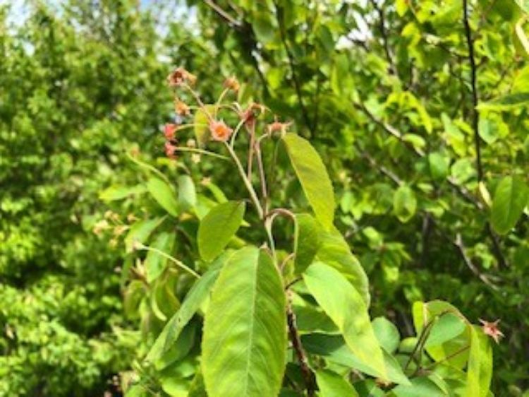 Saskatoons at petal fall