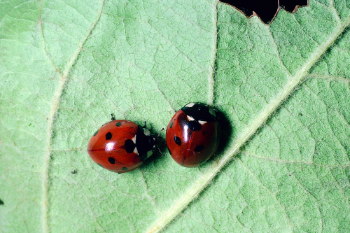 Western Blood-Red Lady Beetle / UC Statewide IPM Program (UC IPM)