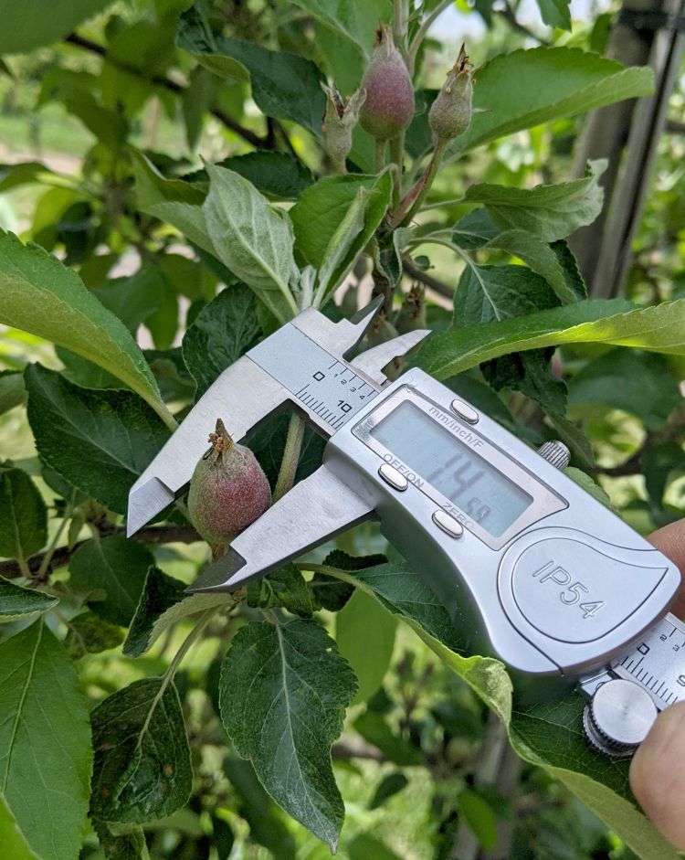 Gala fruit being measured.