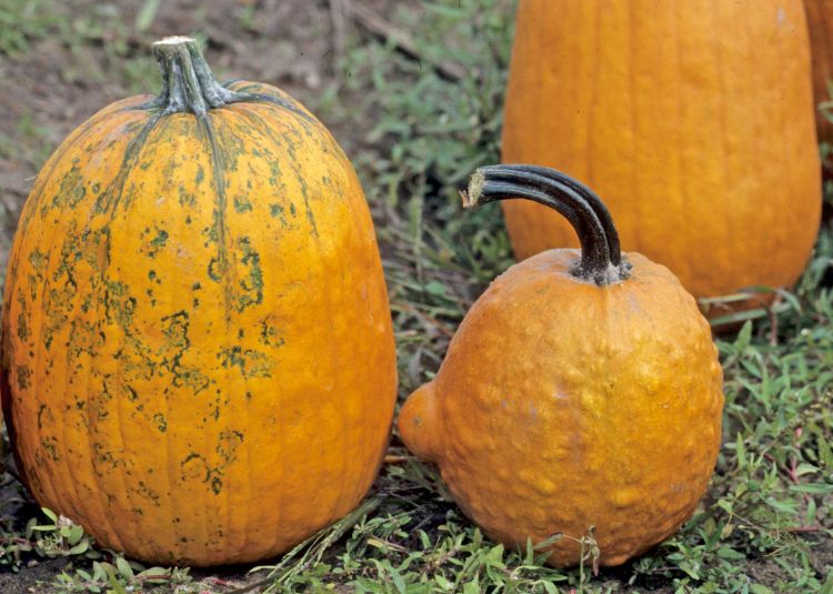 These pumpkins’ discoloration and bumps are likely the result of infection by one of numerous viruses. Photo: Gerald Holmes, California Polytechnic State University at San Luis Obispo, Bugwood.org