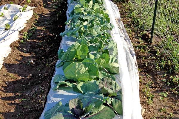How To Prevent Bugs From Eating Vegetables In Your Garden | Ortho