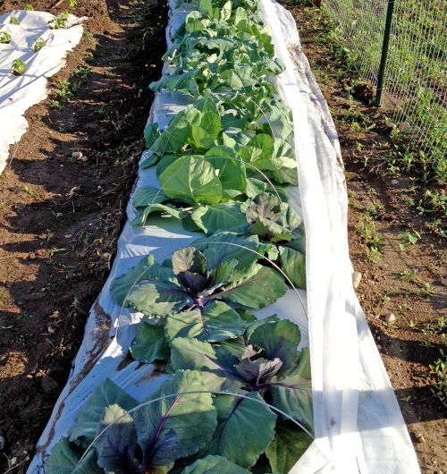 Keeping pests away from cole crops, such as this kohlrabi, can be as simple as placing a row cover over for protection. Photo by Mary Wilson, MSU Extension.