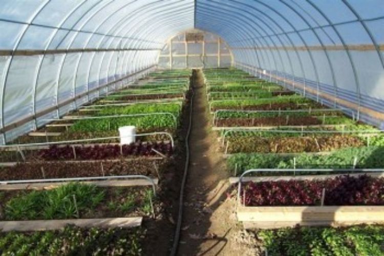 A hoophouse at the MSU Student Organic Farm. Photo courtesy of foodsystems.msu.edu.