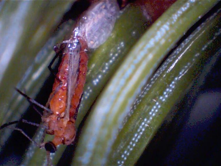 A spruce gall midge insect on a pine needle.