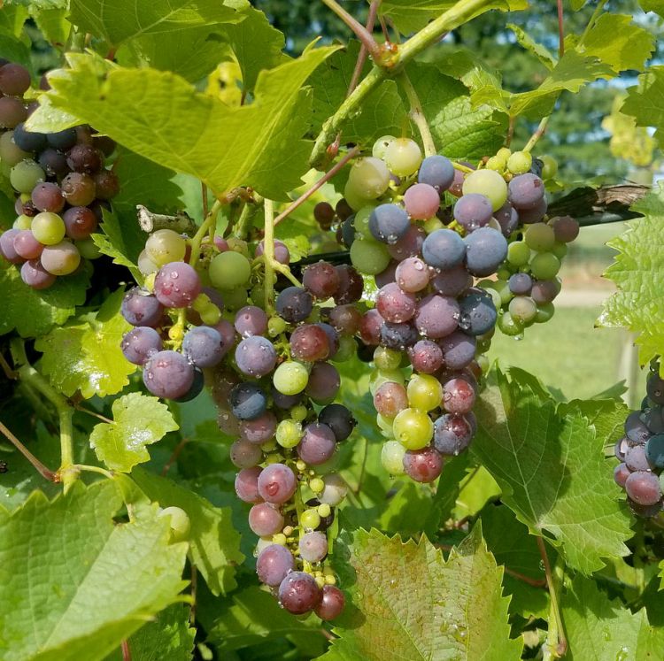 Marquette wine grapes