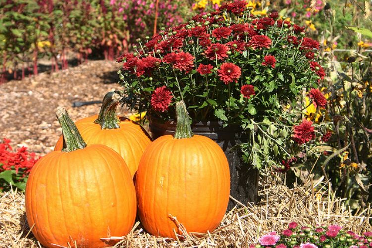 While simple and fun, carving a pumpkin can also help youth develop life skills. Photo credit: ANR Communications | MSU Extension