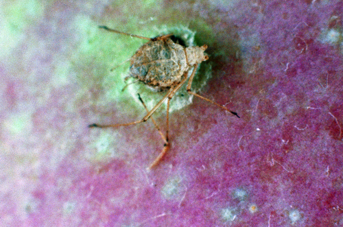  A parasitized aphid. 