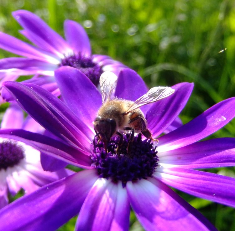 Honey bee on flower. Photo credit: Orangeaurochs, Flickr.com