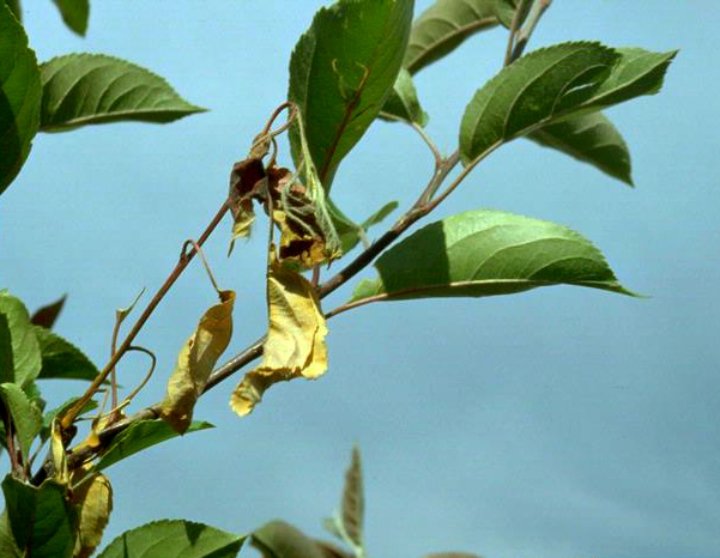 crabapple tree diseases fire blight