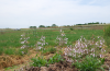 Hairy beardtongue