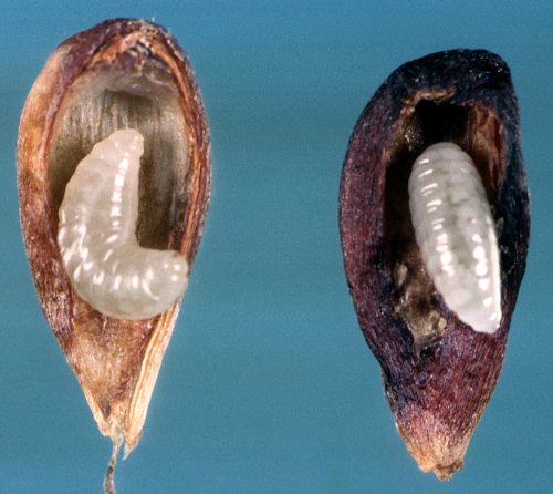  Larva is white and grub-like with dark sclerotized mandibles and is tapered at the caudal end. 