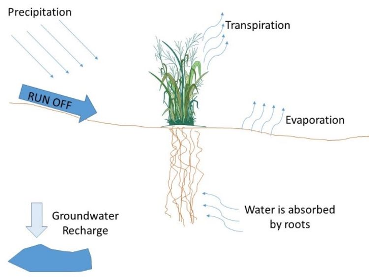Figure 1. Plant water cycle.