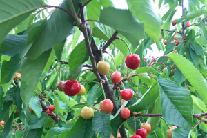 Northwest Michigan fruit update – June 21, 2022