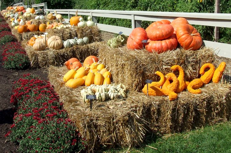 This display of cucurbits at Longwood Gardens, Pennsylvania, shows off the variety of cucurbit (pumpkin) relatives currently available.