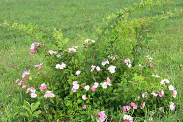 Michigan rose (Climbing rose)