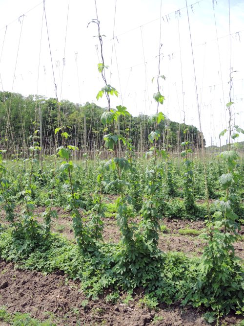 Centennial bine growth in northwest Michigan, June 9, 2015. Photo credit: Erin Lizotte, MSU Extension