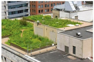 The green roof: a worthwhile investment