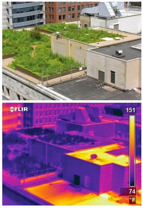 Green roofs remain much cooler than traditional roofs