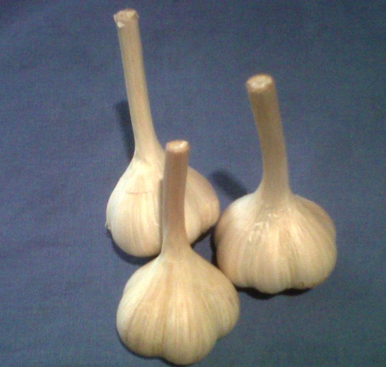 Hardneck garlic variety 'Music.'