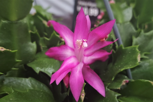 How to care for and get your holiday cactus to rebloom