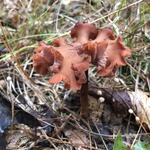 Dysmorphic Laccaria bicolor (should be nearly flat). It is possible that the specimens in this area were lacking nutrients or infected with a virus.