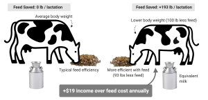 Feed Saved - The next step in breeding a more efficient cow?