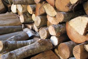 Hauling firewood long distances can spread invasive forest pests