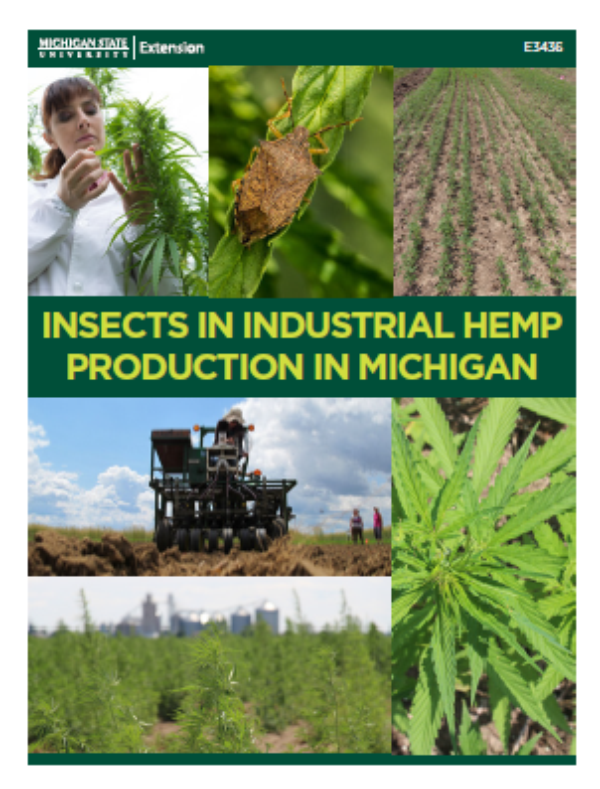 Thumbnail image of Insects in Industrial Hemp Production in Michigan document.