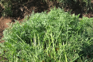 Small scale organic carrot production