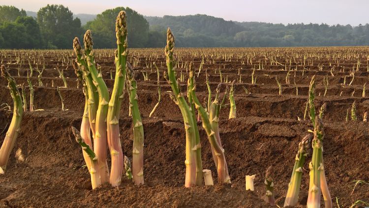 Asparagus growing in a field.