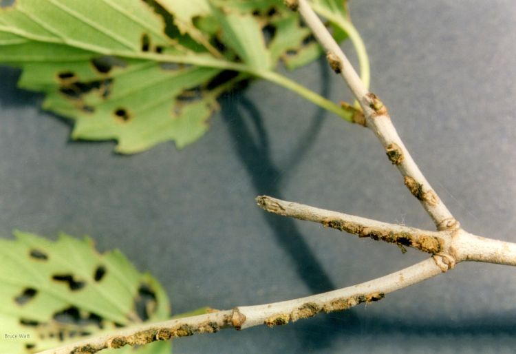 Leaf damage and egglaying sites of the viburnum leaf beetle. Photo: Bruce Watt, University of Maine, Bugwood.org.