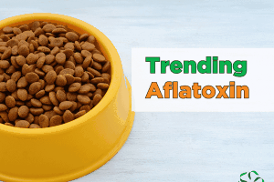 Trending – Aflatoxins