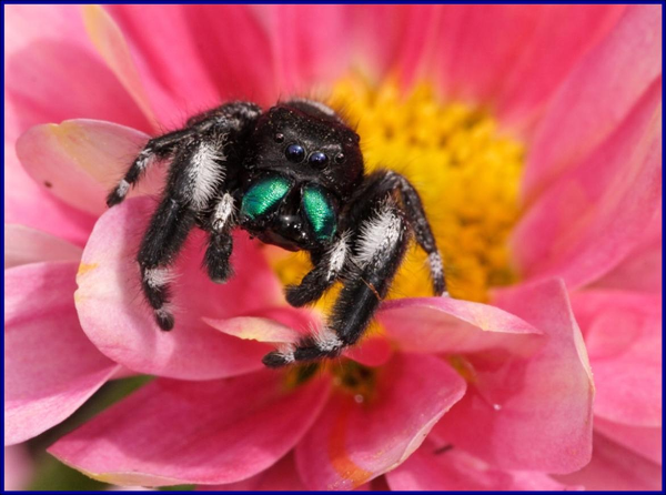 The Bold Jumping Spider Looks And Acts The Part