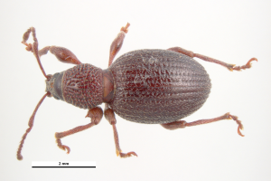 Strawberry root weevils: Uninvited guests stop by in late summer and early fall